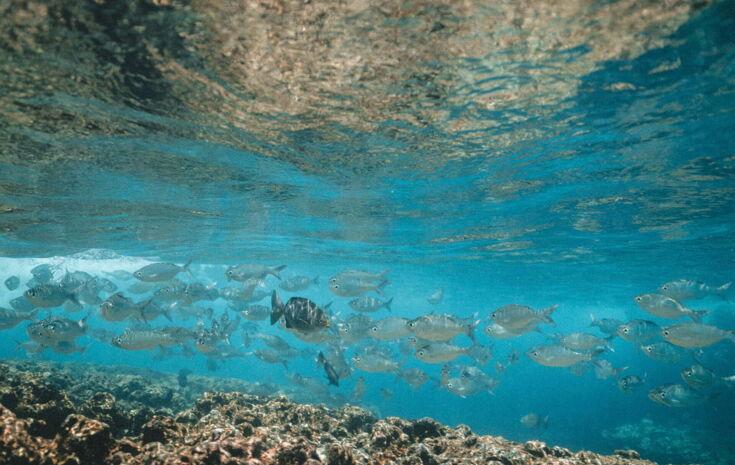 Viele Fische schwimmen im Wasser