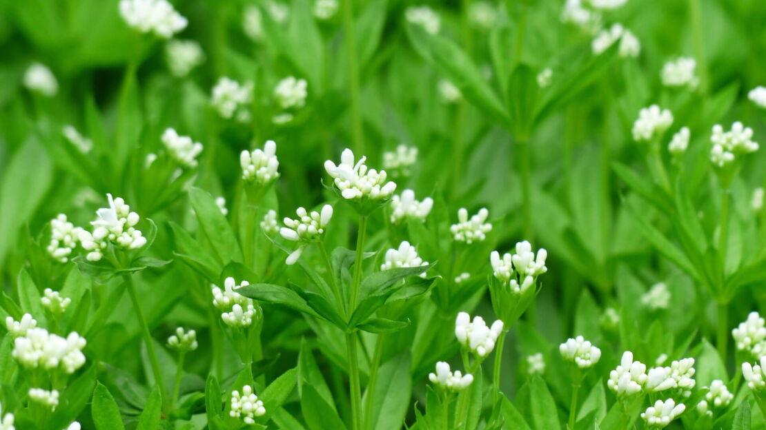 Mehrere Waldmeister Pflanzen