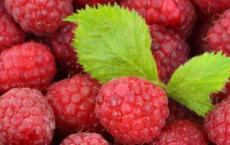 Himbeeren und ein Blatt