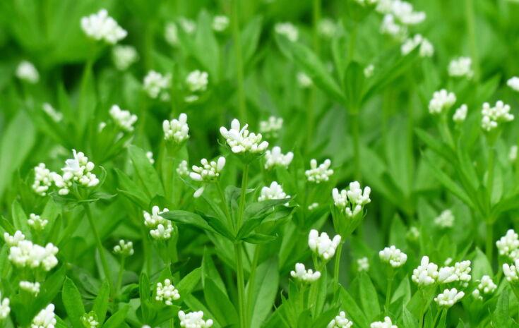 Mehrere Waldmeister Pflanzen