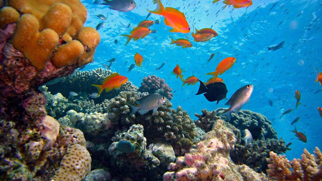 Mehrere Fische schwimmen um ein Korallenriff