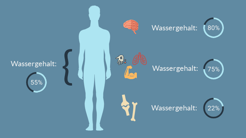 Infografik Wassergehalt des Menschen mit Prozentzahlen