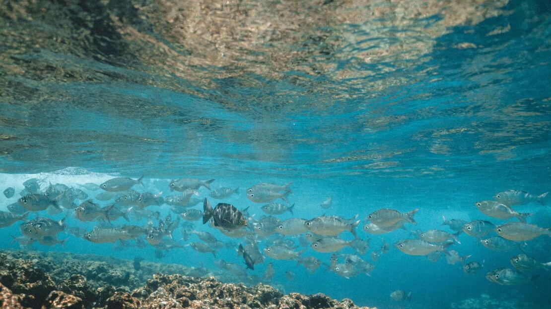 Viele Fische schwimmen im Wasser