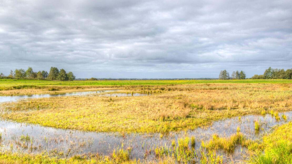 Wasser auf einem Feld